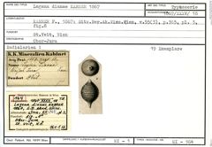 Karteikarte zum Syntyp von Lagena dianae Karrer, 1867